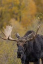 Bull Shiras Moose Portrait in Wyoming in Fal Royalty Free Stock Photo