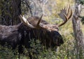 Bull Shiras Moose Portrait in Wyoming in Fall Royalty Free Stock Photo