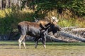 Bull Shiras Moose in River