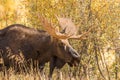 Bull Shiras Moose in Rut