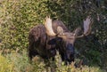 Bull Moose in Autumn in Grand Teton National Park Royalty Free Stock Photo