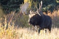 Bull Shiras Moose in Autumn in Grand Teton National Park Royalty Free Stock Photo