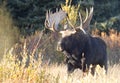 Bull Shiras Moose in Fall in Grand Teton National Park Royalty Free Stock Photo