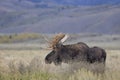 Bull Shiras Moose in Fall in Grand Teton National Park Royalty Free Stock Photo