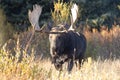 Bull Shiras Moose in Grand Teton National Park in Fall Royalty Free Stock Photo