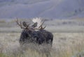Bull Shiras Moose in Grand Teton National Park in Fall Royalty Free Stock Photo