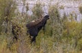 Bull Shiras Moose Rutting in Wyoming in Autumn Royalty Free Stock Photo
