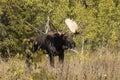 Bull Shiras Moose During the Rut in Wyoming in Fall Royalty Free Stock Photo