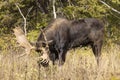 Bull Shiras Moose During the Rut in Wyoming in Fall Royalty Free Stock Photo