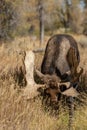 Bull Shiras Moose Rutting in Autumn in Wyoming Royalty Free Stock Photo