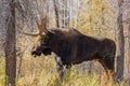 Bull Shiras Moose Rutting Royalty Free Stock Photo