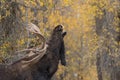 Bull Shiras Moose Rutting Royalty Free Stock Photo