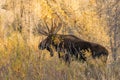 Shiras Moose Bull in Fall Royalty Free Stock Photo