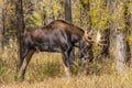 Bull Moose Rutting in Fall Royalty Free Stock Photo