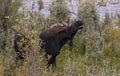 Bull Shiras Moose Rutting in Wyoming in Fall Royalty Free Stock Photo