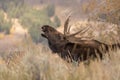 Bull Shiras Moose Rutting in Wyoming Royalty Free Stock Photo