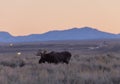 Bull Shiras Moose at Sunrise in Grand Teton National Park Royalty Free Stock Photo