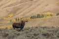 Bull Shiras Moose in Wyoming in Autumn