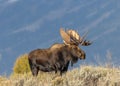 Bull Shiras Moose in Wyoming in Fall Royalty Free Stock Photo