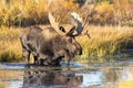 Bull Shiras Moose in Wyoming in Fall Royalty Free Stock Photo