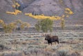 Bull Shiras Moose in Wyoming in Fall Royalty Free Stock Photo