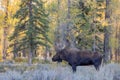 Bull Shiras Moose in Wyoming in Fall Royalty Free Stock Photo