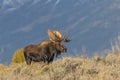 Bull Shiras Moose in Wyoming in Fall Royalty Free Stock Photo