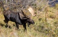 Bull Shiras Moose in the Fall Rut in Wyoming Royalty Free Stock Photo