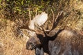 Bull Shiras Moose Portrait in Autumn Royalty Free Stock Photo