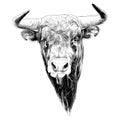 Bull sketch vector graphics