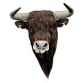 Bull sketch vector graphics