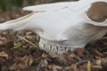 Bull skull in autumn forest in Denmark