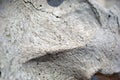 Bull skull bone close up texture background