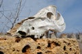 Bull skull close up detail laying on Crimean coquina rock blocks walls of ruined farm background, blue cloudy spring sky