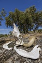 Bull skull is drying in the sun