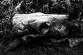 Bull skull in the forest