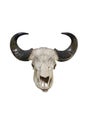 Bull skull Royalty Free Stock Photo