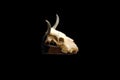 Bull skull isolated on a black background