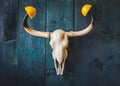 Bull skull with orange peel on its horns. Dark wooden background, space for text. Zodiac sign Taurus, Eastern horoscope bull,