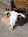 Bull skull on the street with old things to sell