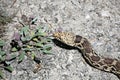 Bull snake