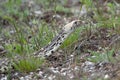 A bull snake at mammoth springs Montana Yellowstone national park looking for prey