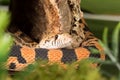 Bull snake in moss