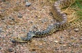 Bull Snake