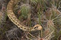 Bull Snake Pituophis catenifer sayi In Cactus, Colorado Desert