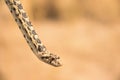 Bull Snake Pituophis catenifer sayi