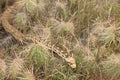 Bull Snake Pituophis catenifer sayi In Colorado Desert Moving Through A Prickly Pear Cactus