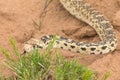 Bull Snake Pituophis catenifer sayi In Colorado Desert