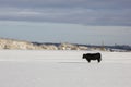 Bull on snow field Royalty Free Stock Photo