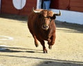 Bull in spain with big horns